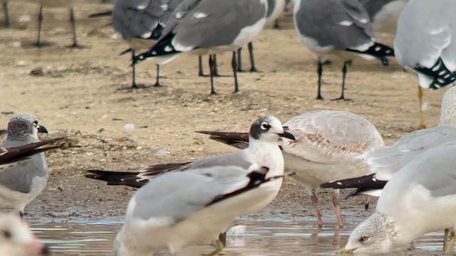 弗氏鷗 - ML646653091