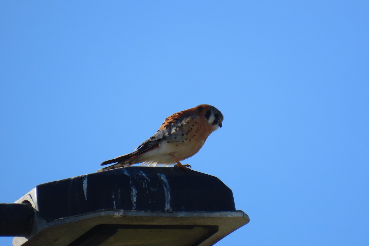 American Kestrel - ML646653092