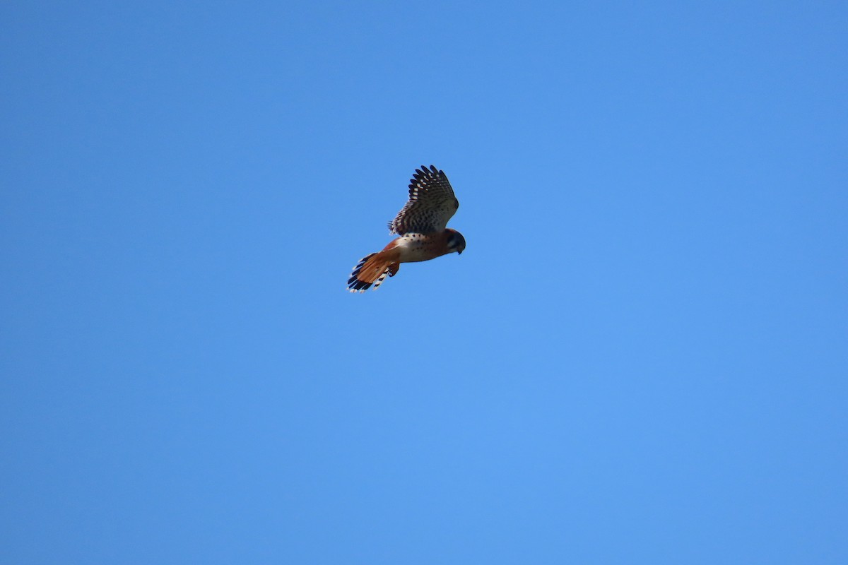 American Kestrel - ML646653093