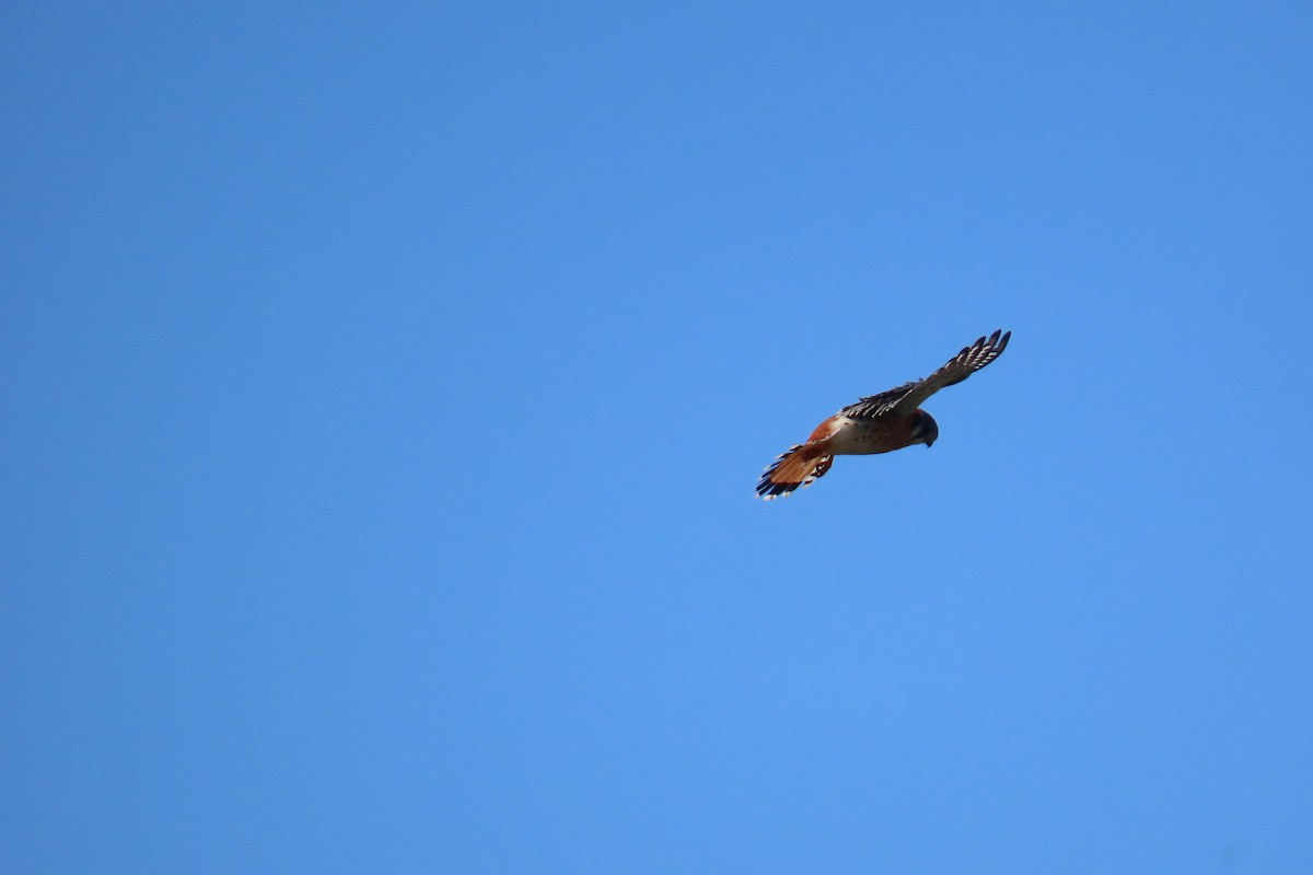 American Kestrel - ML646653094