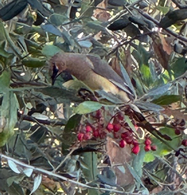 Buztanori amerikarra - ML646653096