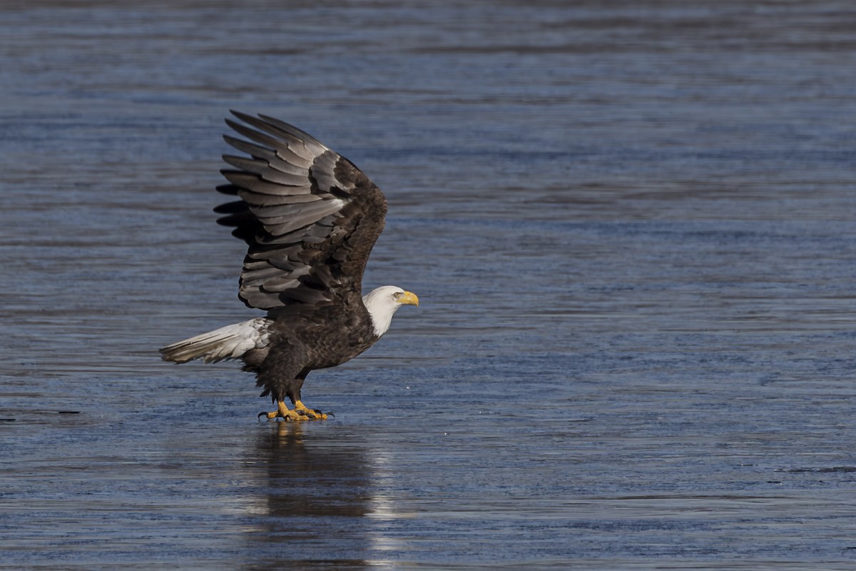 Bald Eagle - ML646653097
