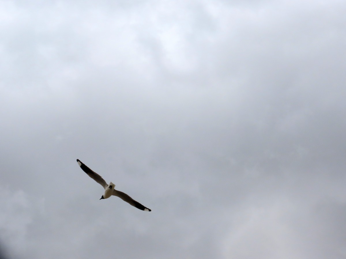 andesmåke - ML646653098