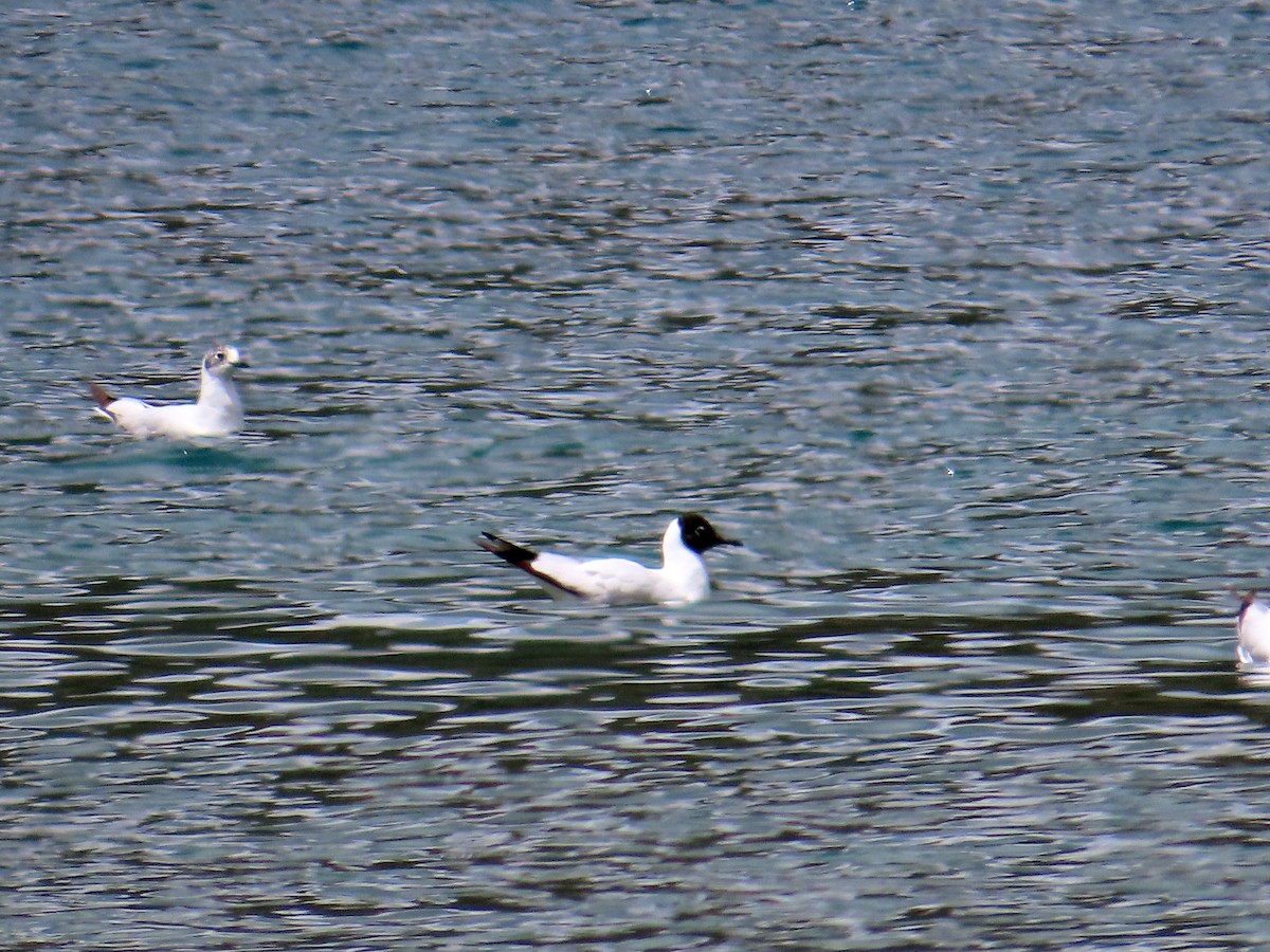 andesmåke - ML646653100