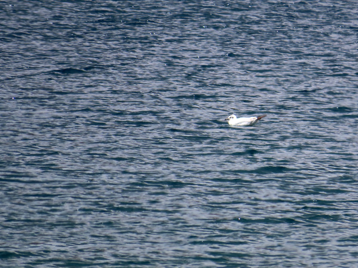 andesmåke - ML646653101