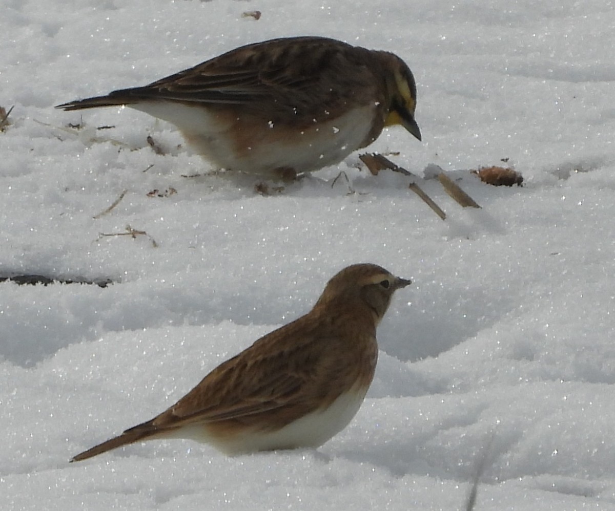 Horned Lark - ML646653102