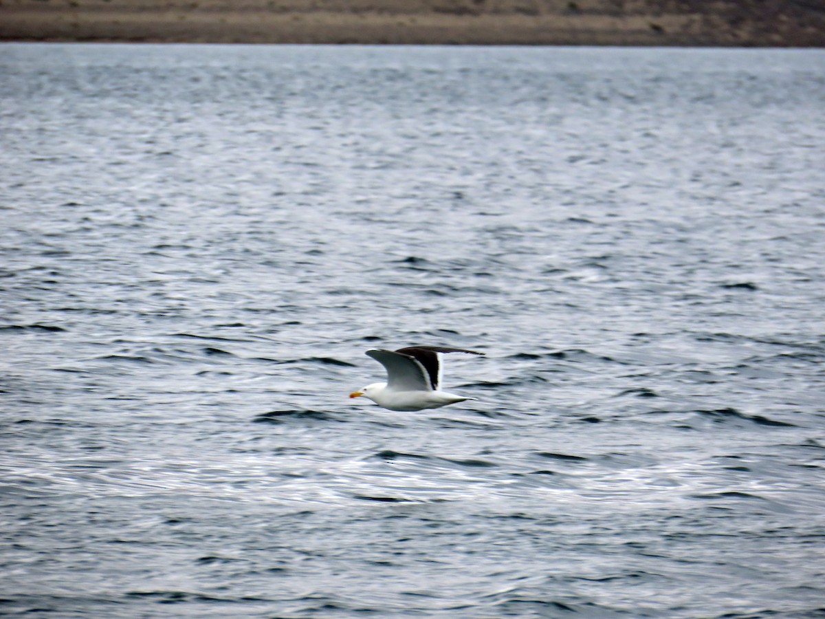 Kelp Gull - ML646653103