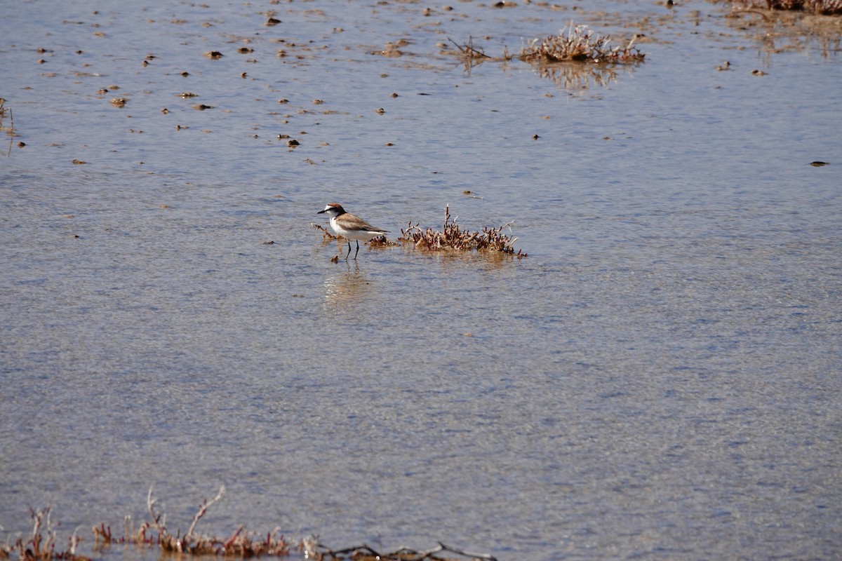 Пісочник рудоголовий - ML646653104