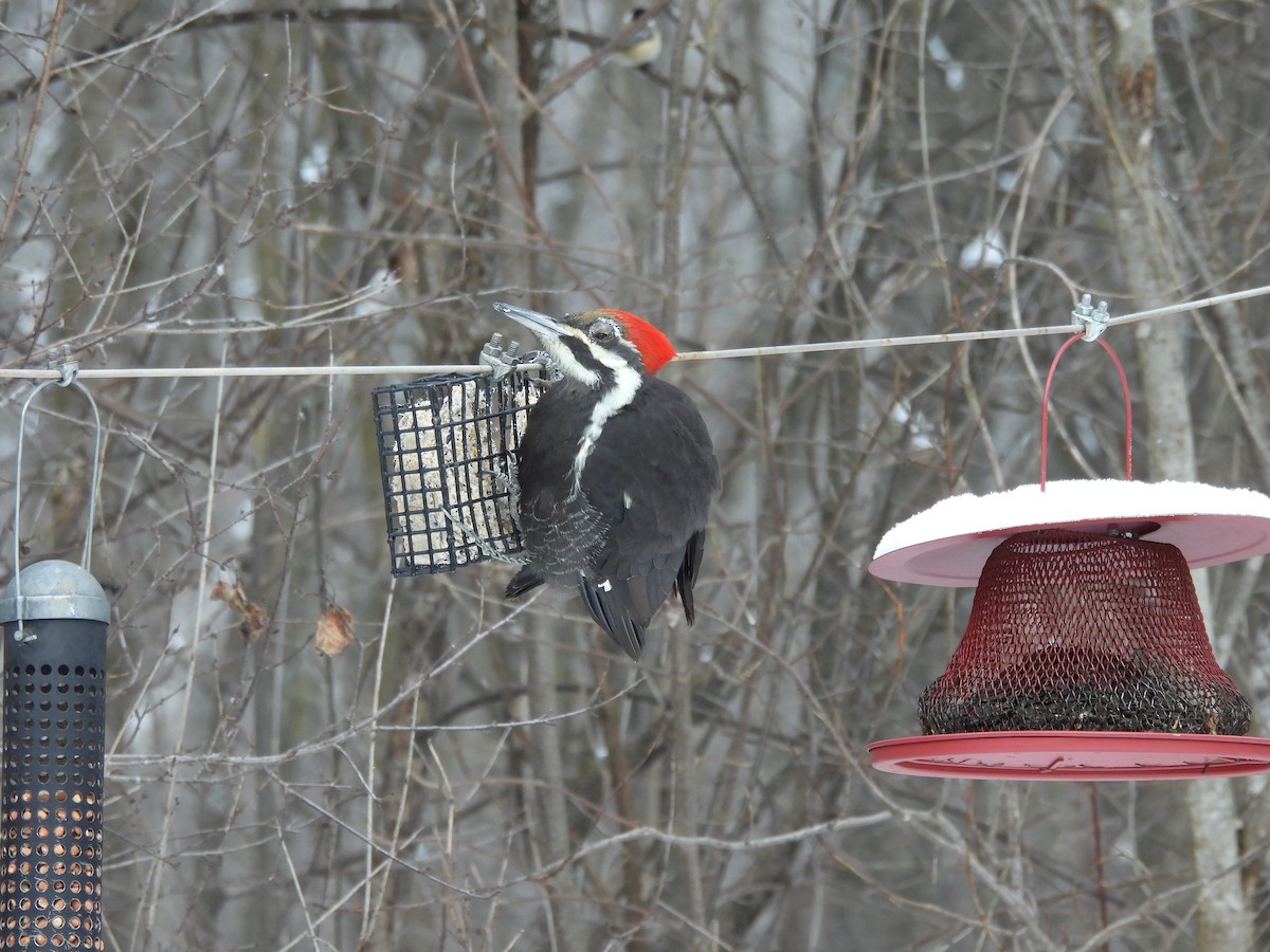Pileated Woodpecker - ML646653105