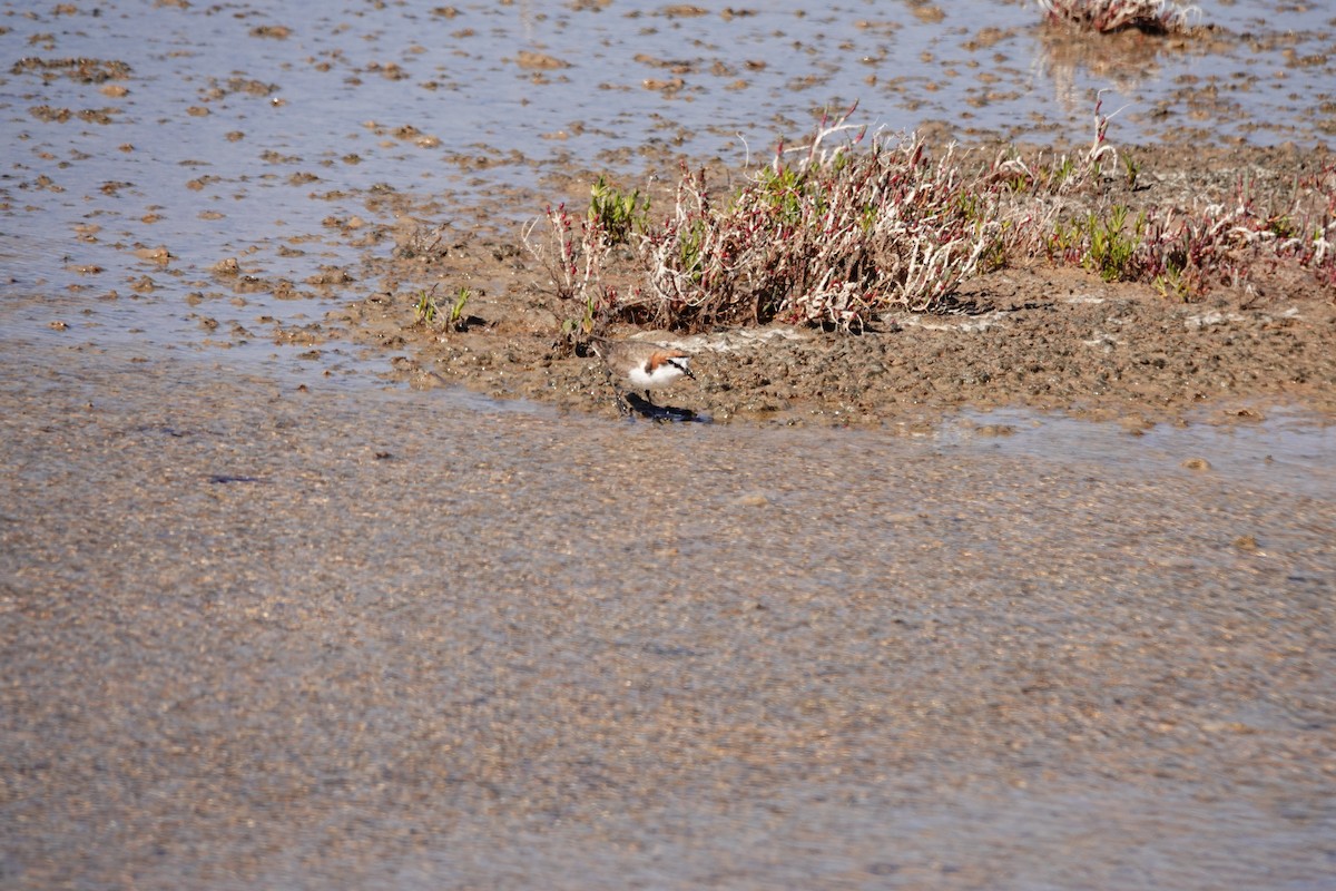 Пісочник рудоголовий - ML646653106