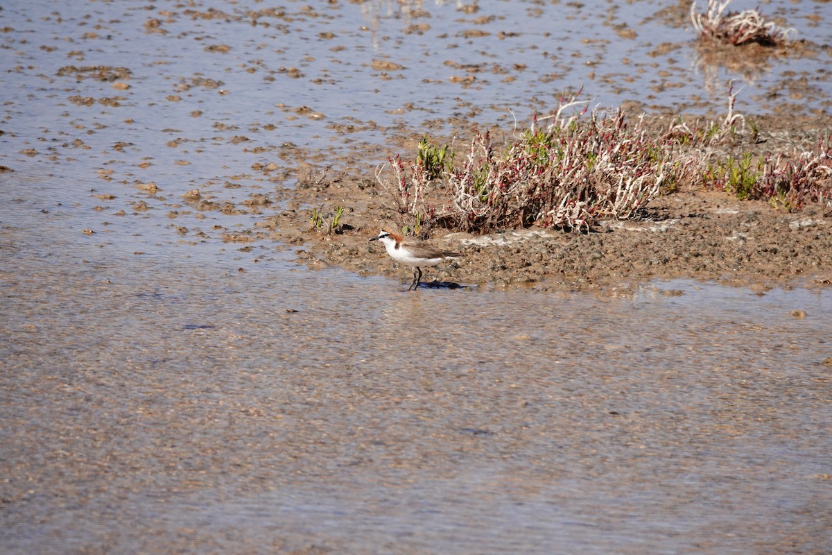 Пісочник рудоголовий - ML646653107