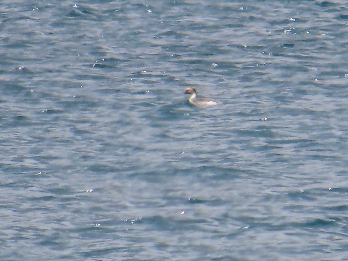 Silvery Grebe - ML646653115