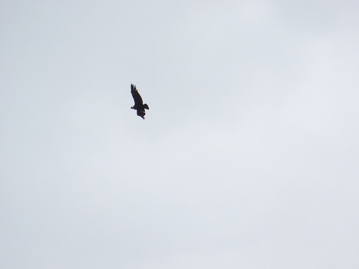 Andean Condor - ML646653118