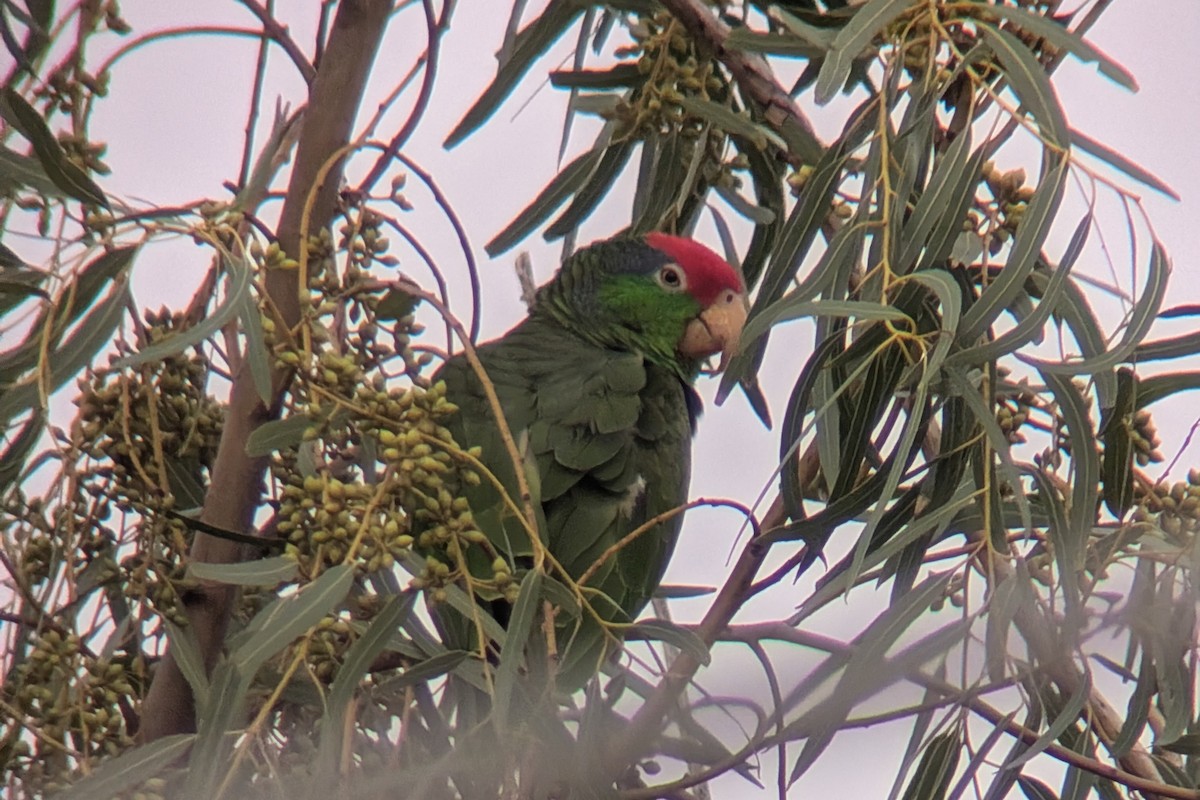 メキシコアカボウシインコ - ML646653119