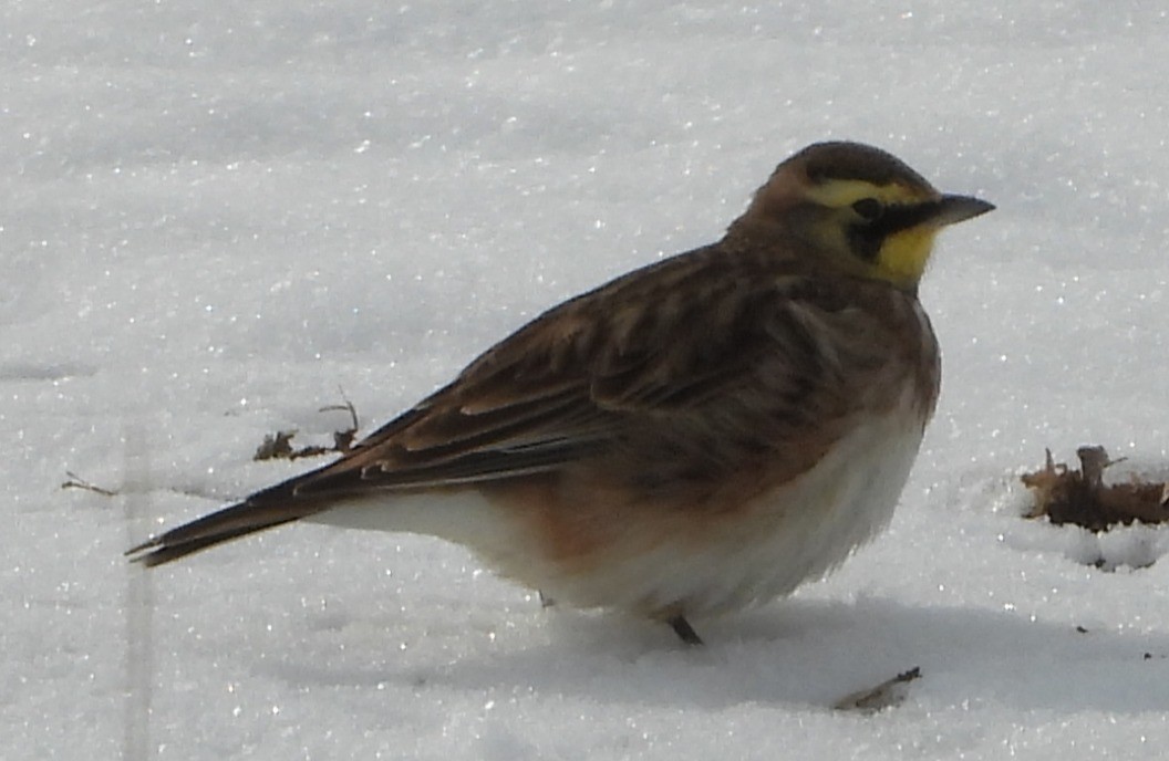 Horned Lark - ML646653125