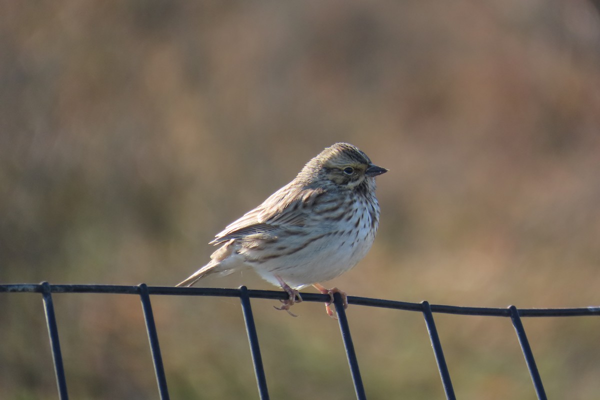 Savannah Sparrow - ML646653126
