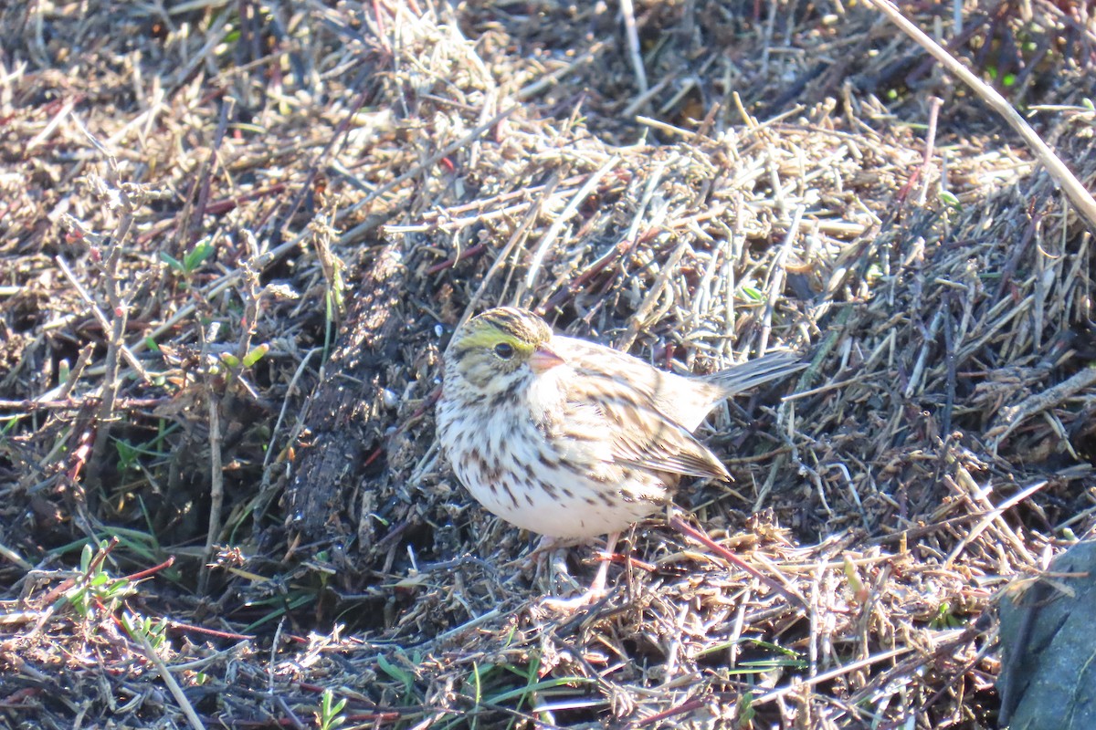 Savannah Sparrow - ML646653127