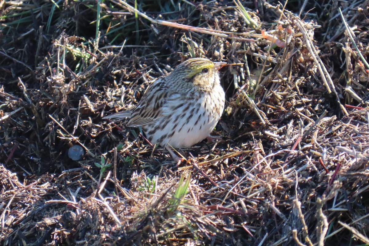 Savannah Sparrow - ML646653128