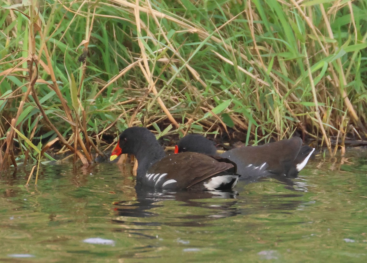 סופית - ML646653130