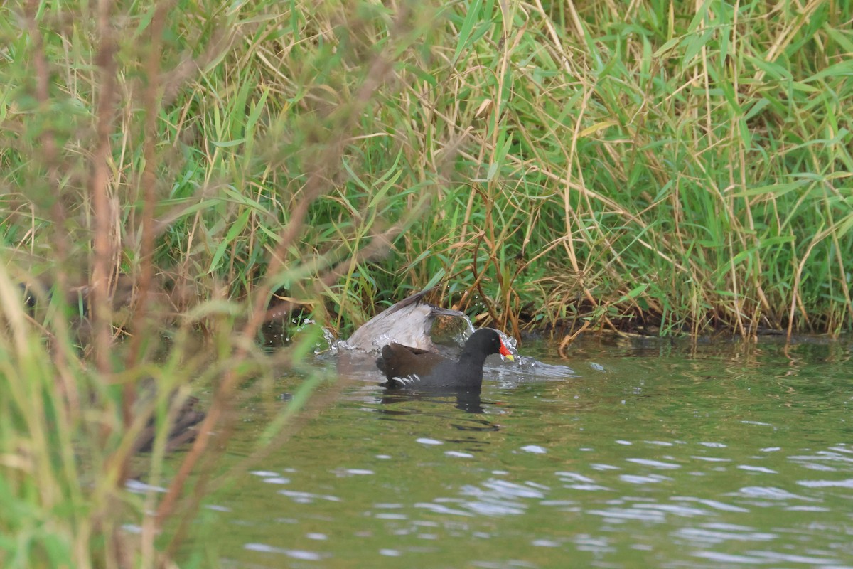 סופית - ML646653137