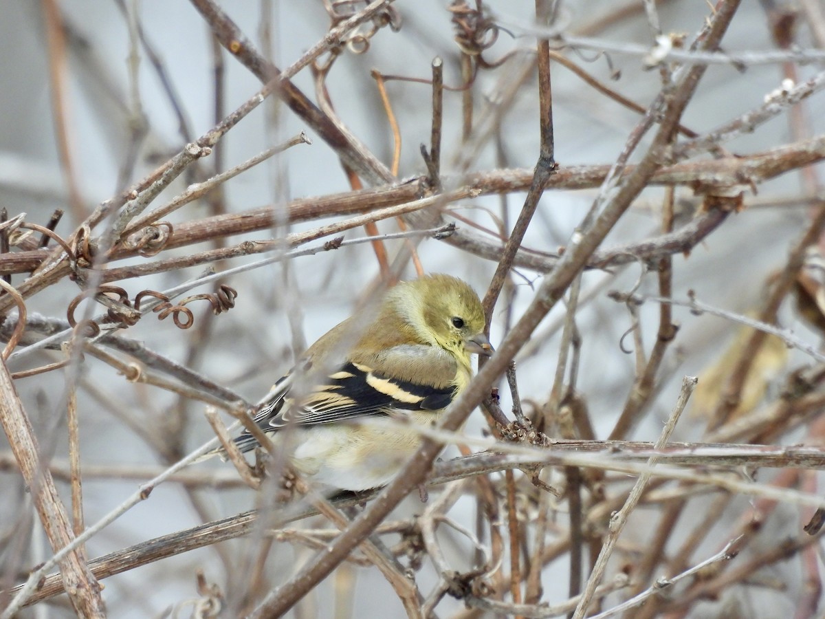 American Goldfinch - ML646653140