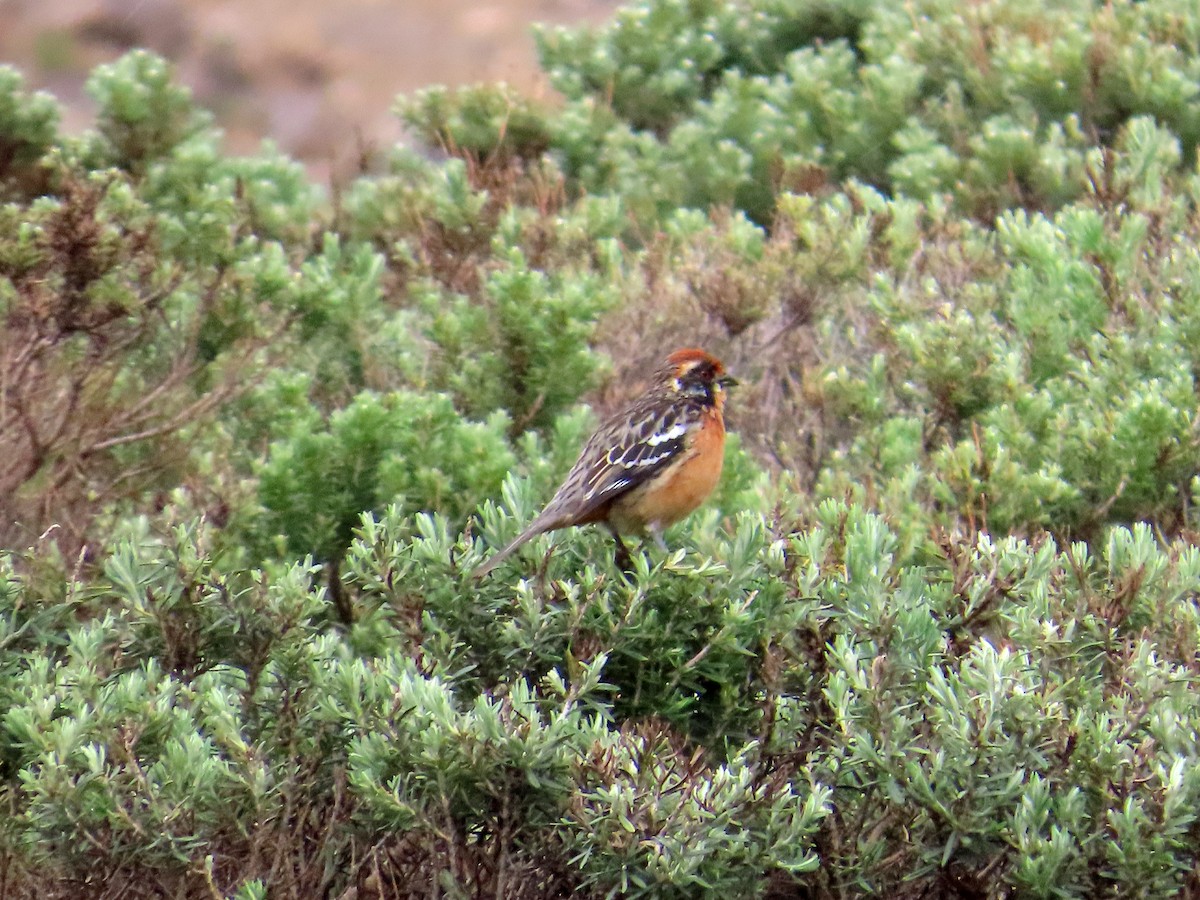 Rufous-tailed Plantcutter - ML646653143