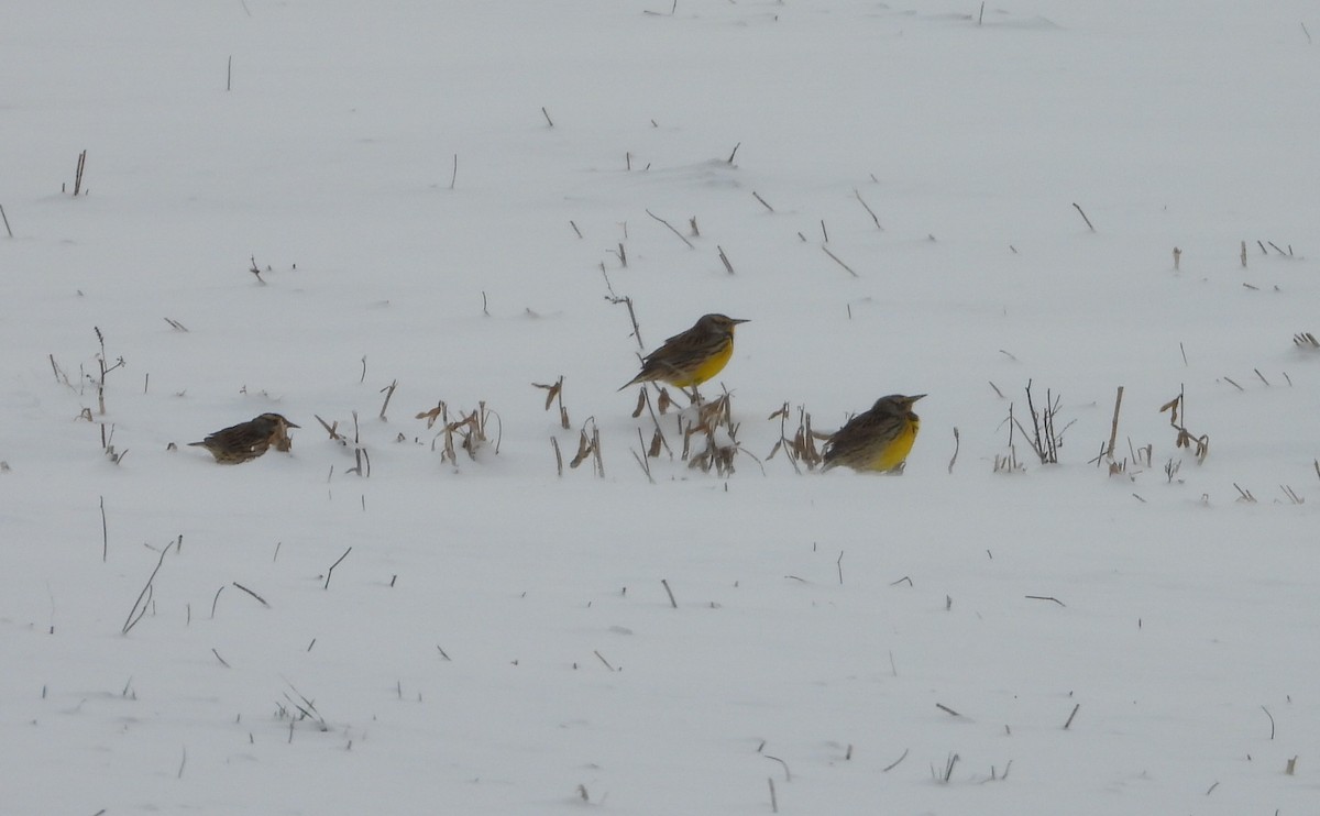 Eastern Meadowlark - ML646653150