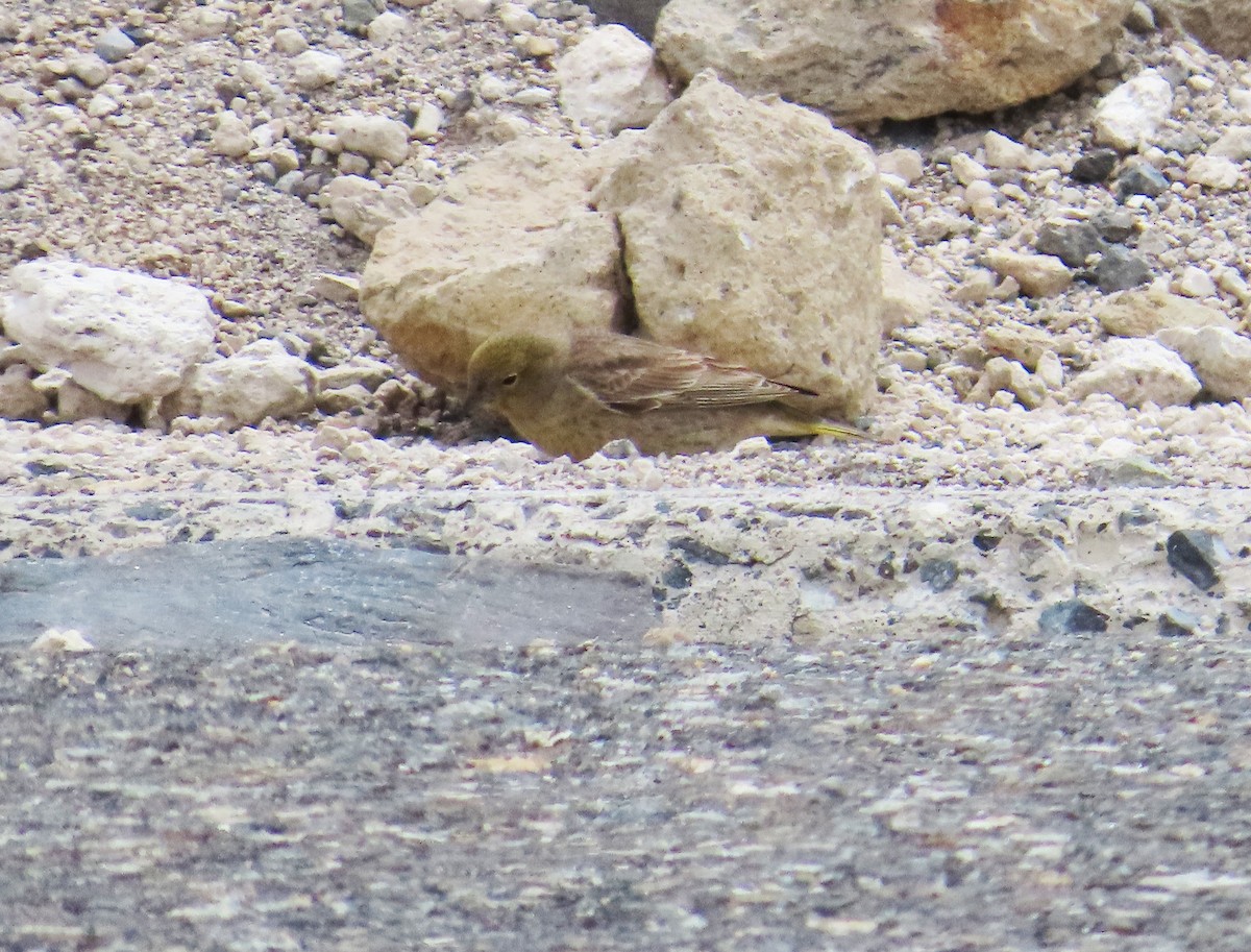 Greater Yellow-Finch - ML646653151