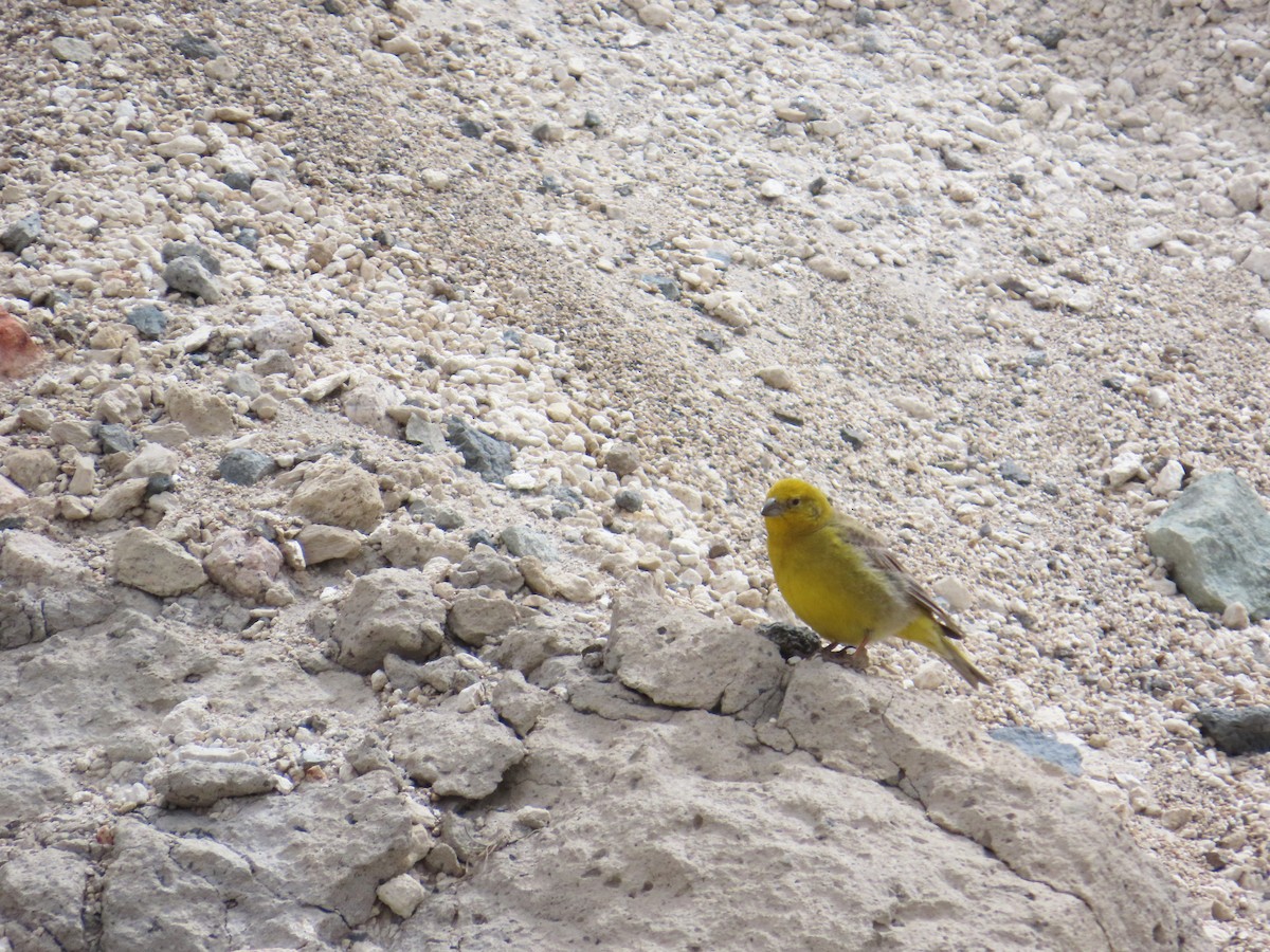 Greater Yellow-Finch - ML646653152