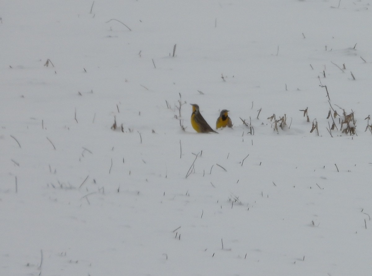 Eastern Meadowlark - ML646653159