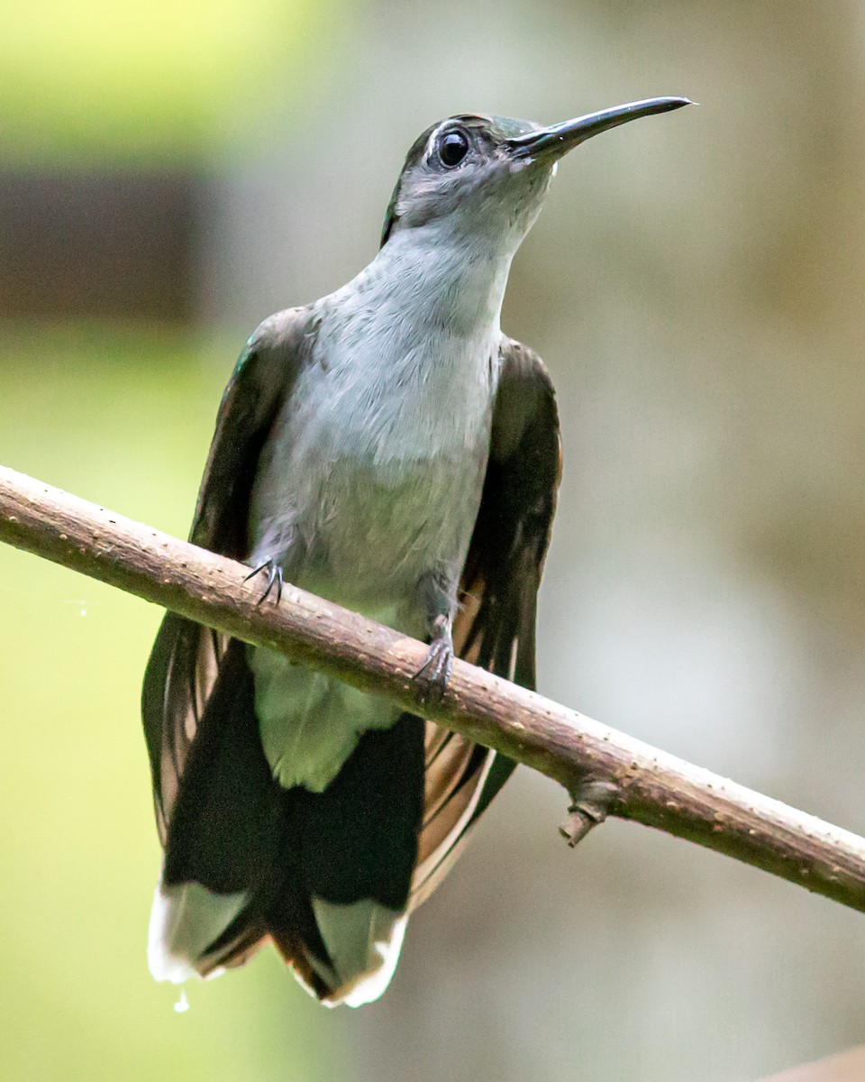 Gray-breasted Sabrewing - ML646653165