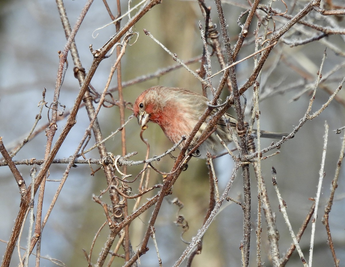 House Finch - ML646653166