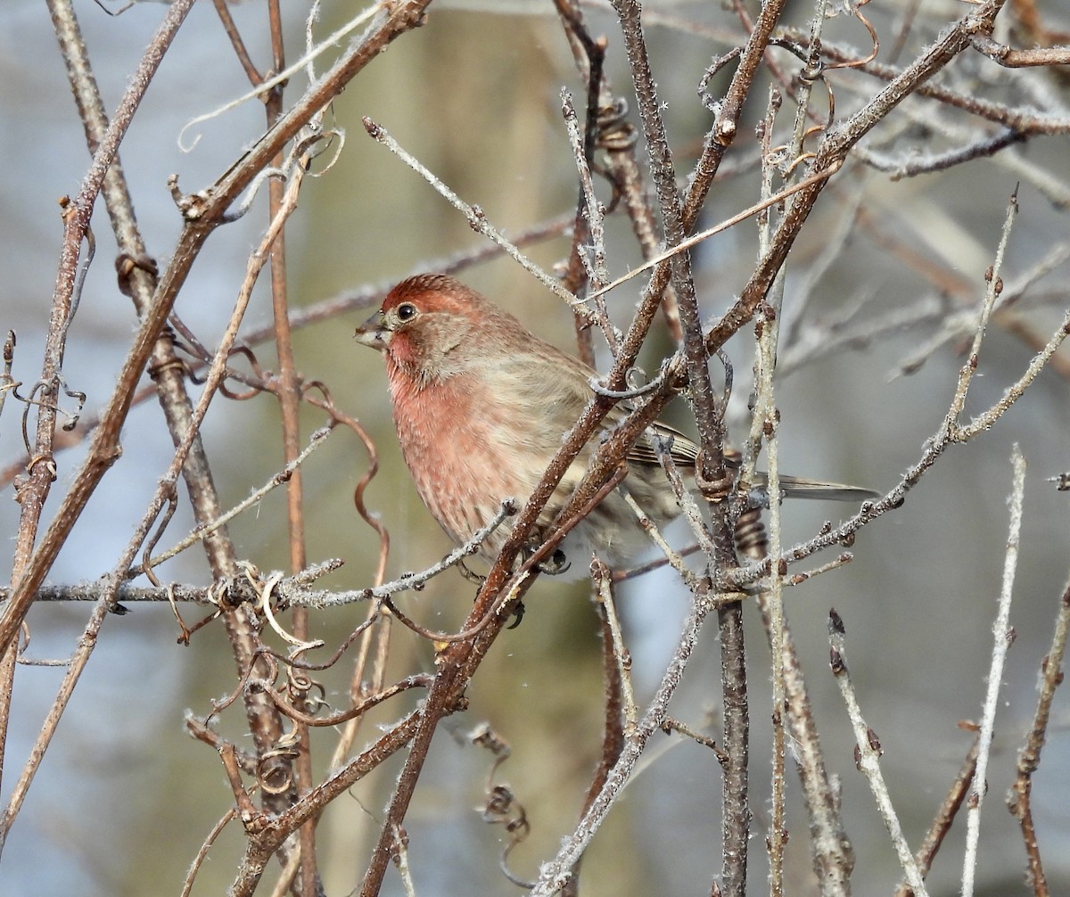 House Finch - ML646653167
