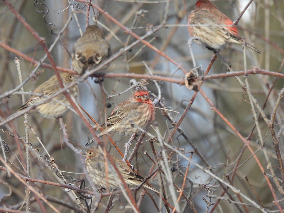 House Finch - ML646653169