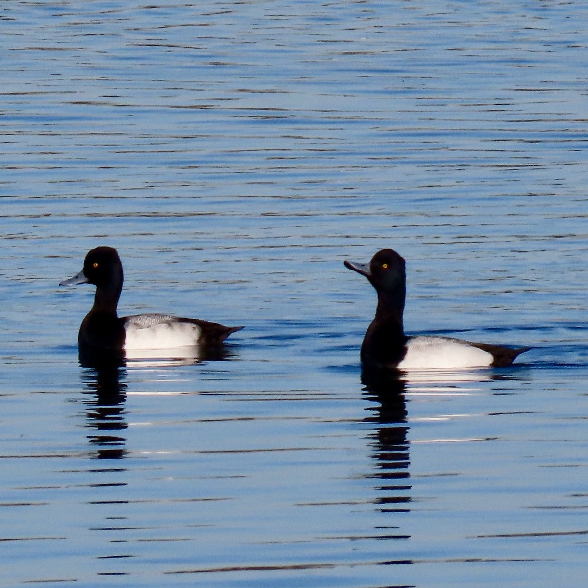 Чернь американська - ML646653176