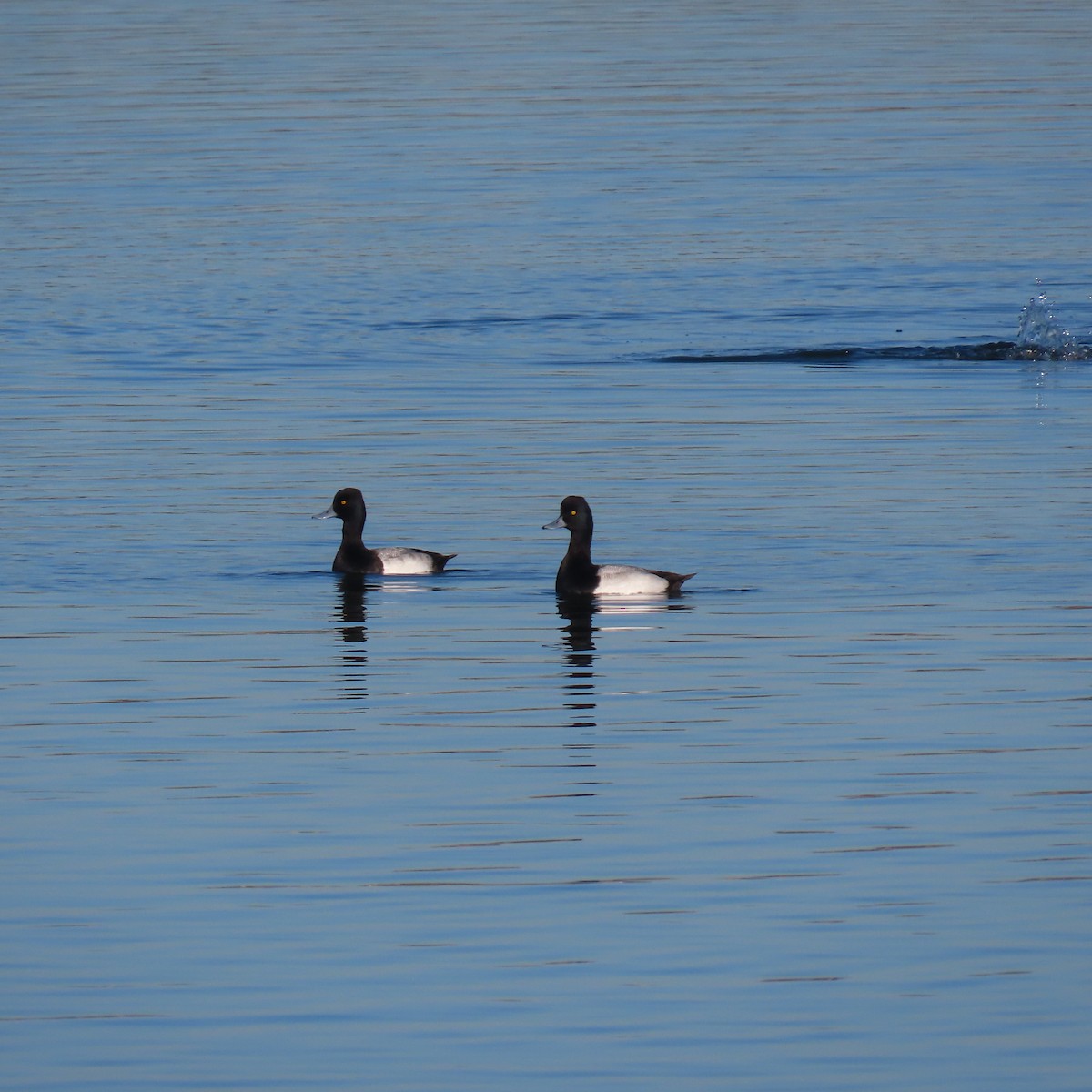 Чернь американська - ML646653177