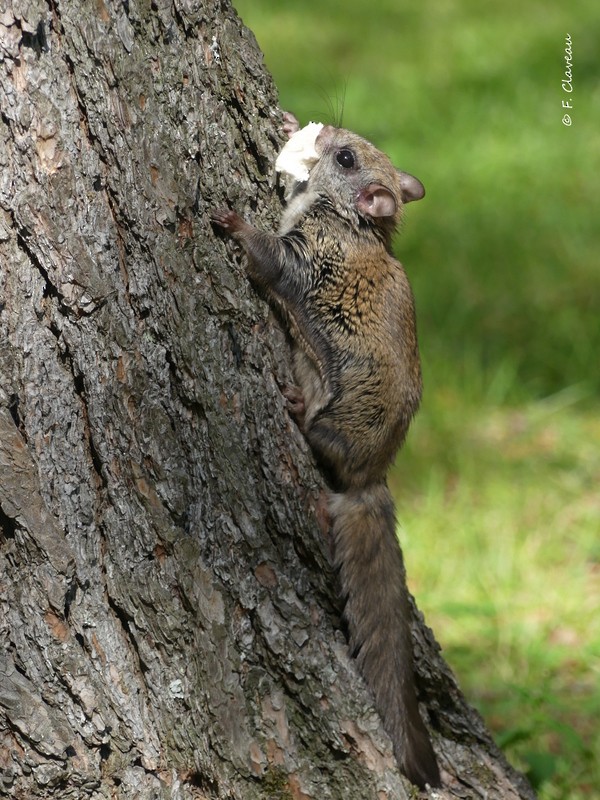 Northern Flying Squirrel - ML646653180
