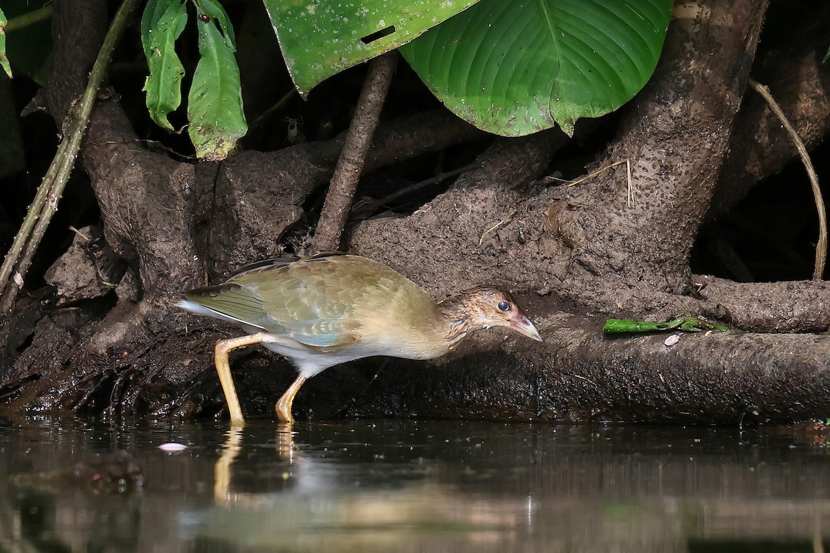 Purple Gallinule - ML646653181