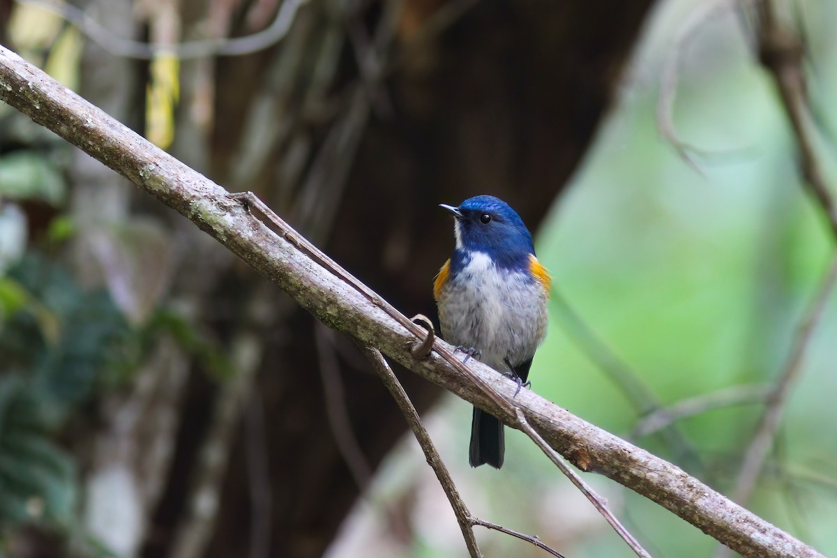 Himalayan Bluetail - ML646653182