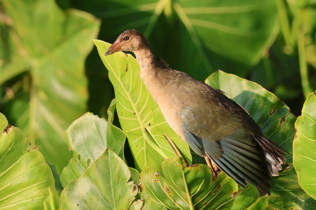 Purple Gallinule - ML646653183