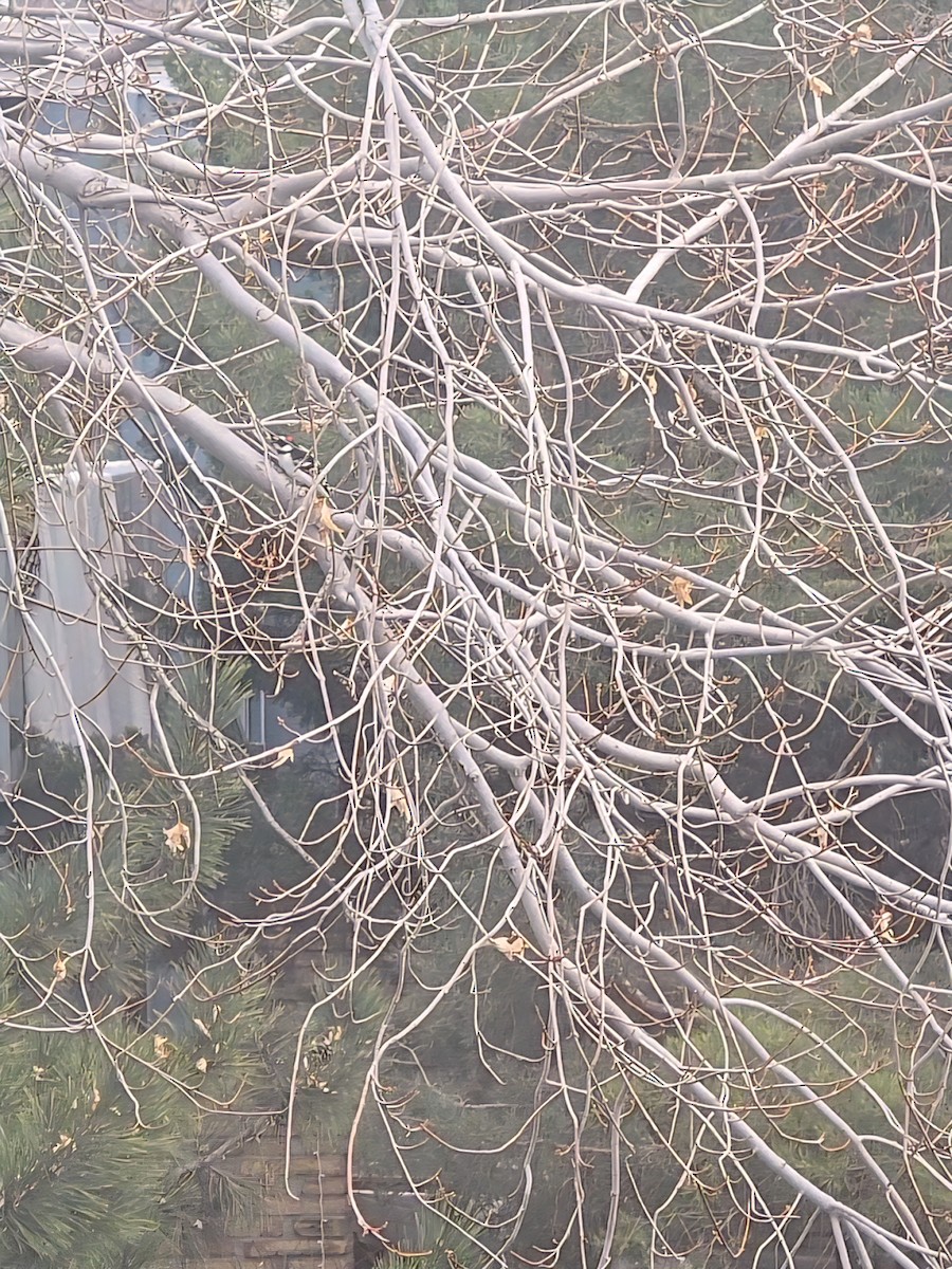 Downy Woodpecker - ML646653185