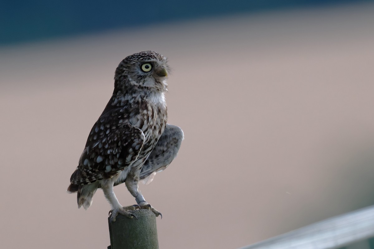 Little Owl - ML646653187