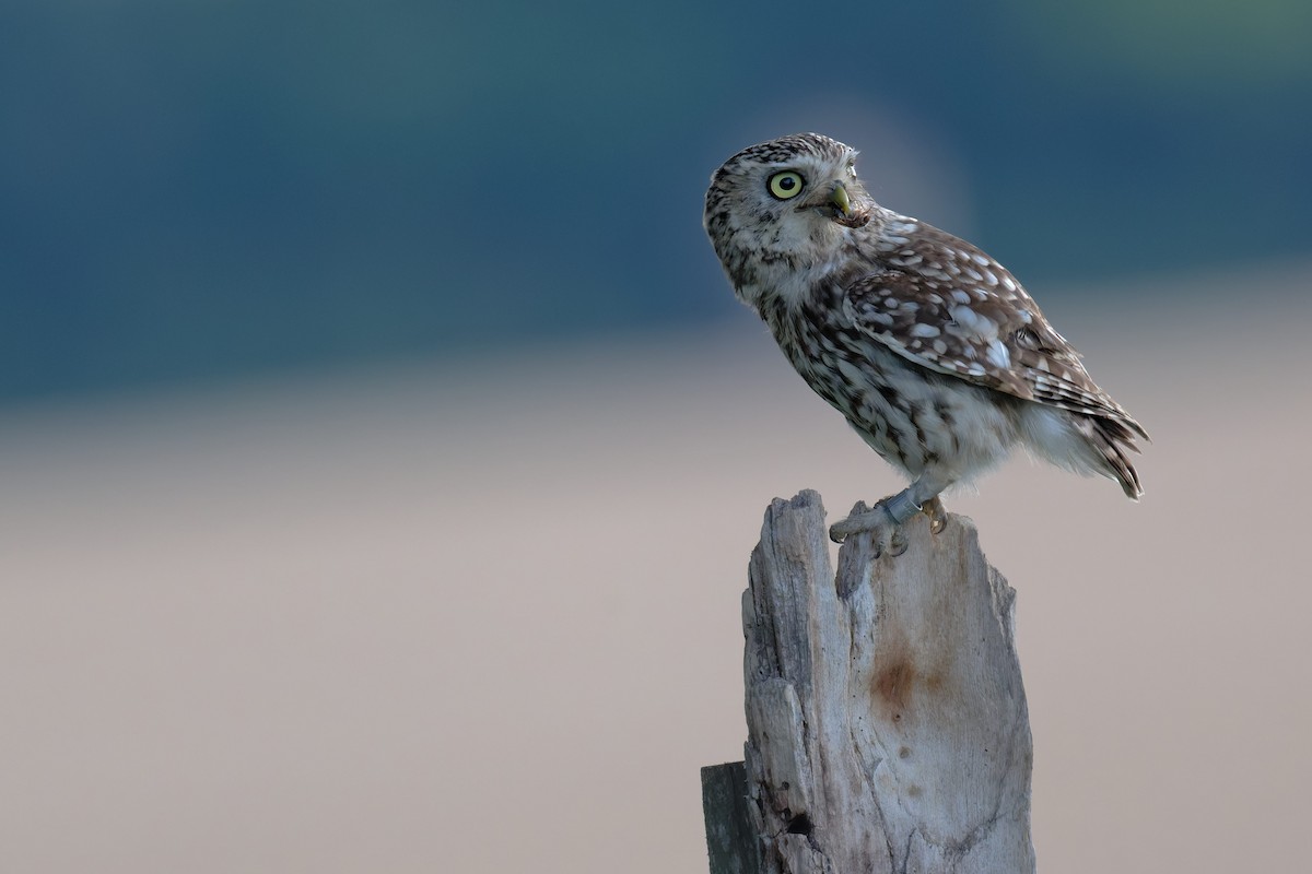 Little Owl - ML646653188
