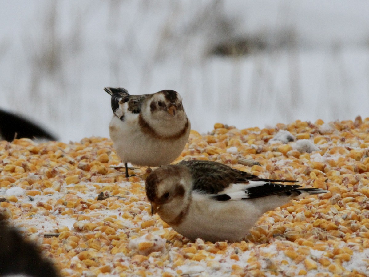 Snow Bunting - ML646653189