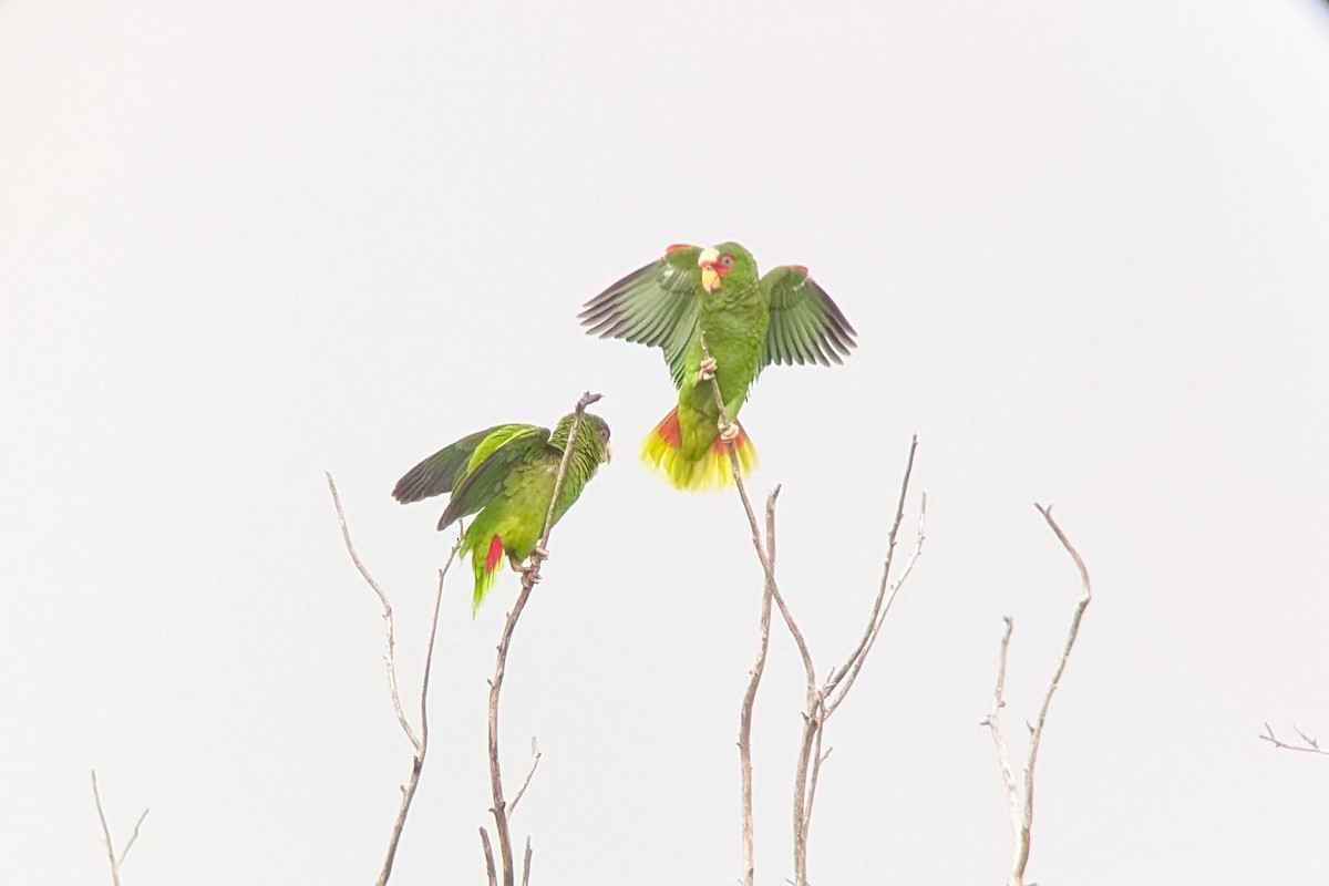 White-fronted Amazon - ML646653190