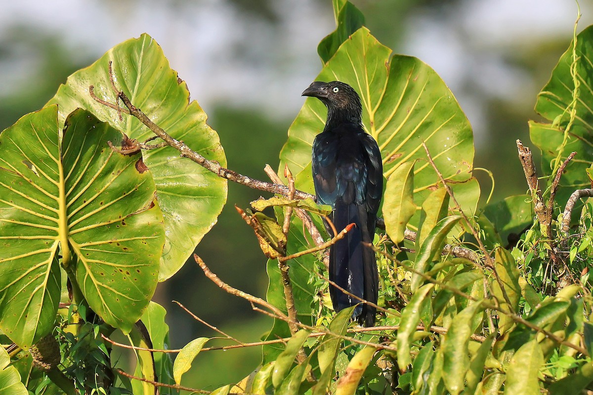 Greater Ani - ML646653191