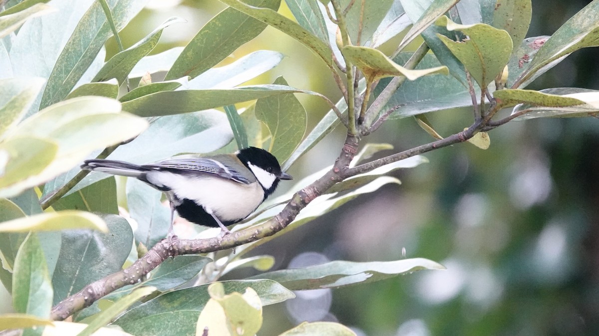 Asian Tit - ML646653192