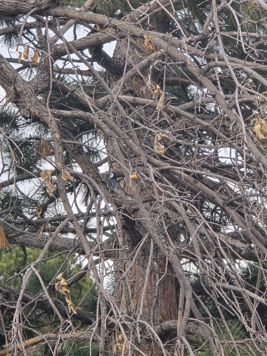 White-breasted Nuthatch - ML646653193