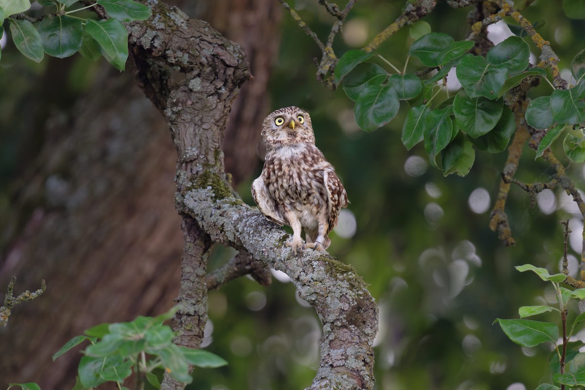 Little Owl - ML646653194