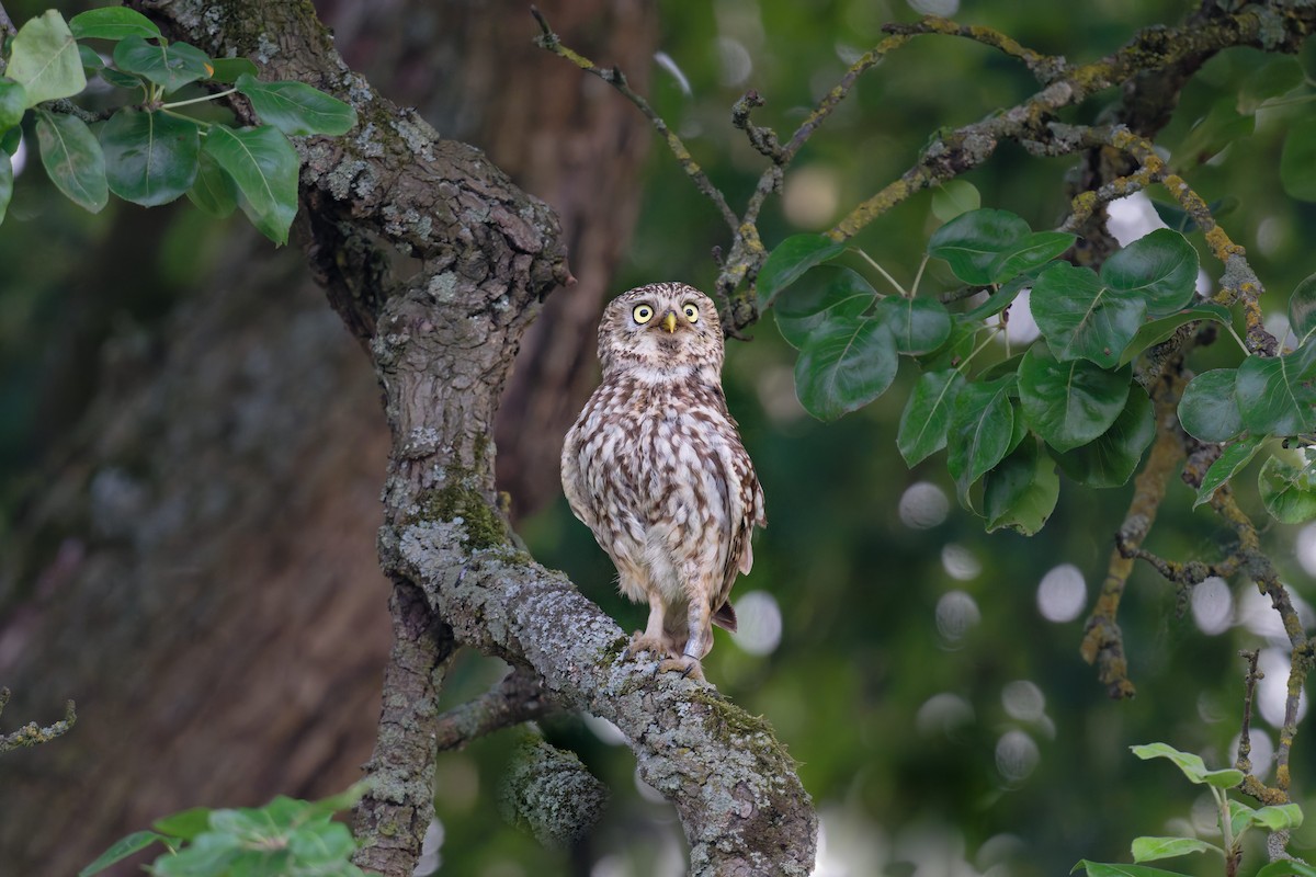 Little Owl - ML646653195